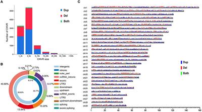 Analysis of genomic copy number variations through whole-genome scan in Chinese Qaidam cattle